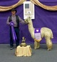 alpaca for sale