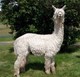 alpaca for sale