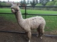 alpaca for sale
