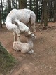 alpaca for sale