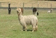 alpaca for sale