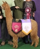 alpaca for sale