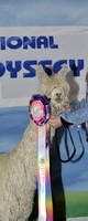 alpaca for sale