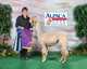 alpaca for sale
