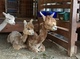 alpaca for sale