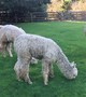 alpaca for sale