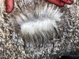 alpaca for sale
