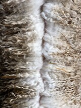 alpaca for sale