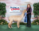 alpaca for sale