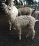 alpaca for sale