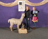 alpaca for sale