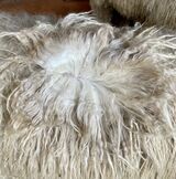 alpaca for sale