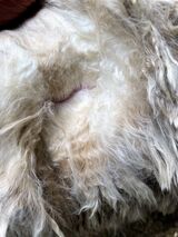 alpaca for sale