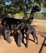 alpaca for sale