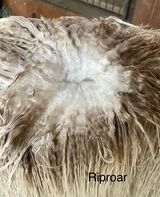alpaca for sale