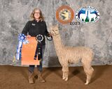 alpaca for sale