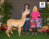 alpaca for sale