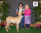 alpaca for sale