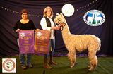 alpaca for sale