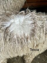 alpaca for sale