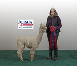 alpaca for sale