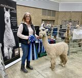 alpaca for sale