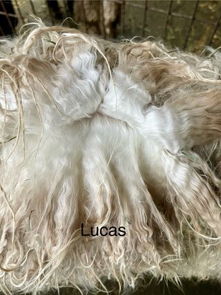 Photo of BIG TIMBER'S LUCAS