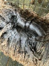 Photo of BIG TIMBER'S STORM