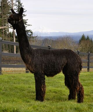 Photo of BIG TIMBER'S CHERRY KOLA