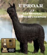 alpaca for sale