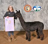 alpaca for sale