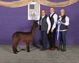 alpaca for sale