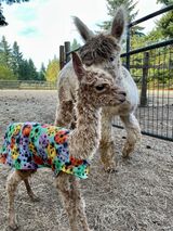 alpaca for sale