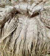 alpaca for sale