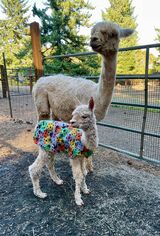 alpaca for sale