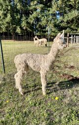 alpaca for sale
