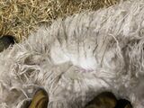 alpaca for sale