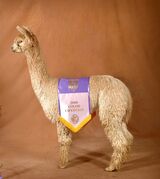 alpaca for sale