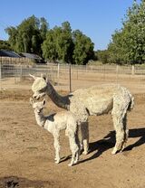 alpaca for sale