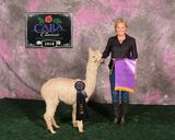 alpaca for sale