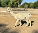alpaca for sale