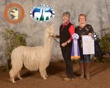 alpaca for sale