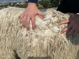alpaca for sale