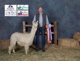 alpaca for sale