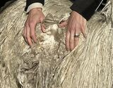 alpaca for sale