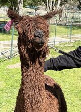 alpaca for sale