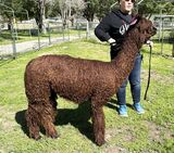 alpaca for sale