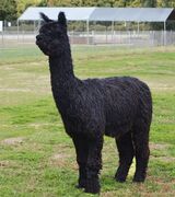 alpaca for sale