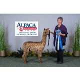 alpaca for sale