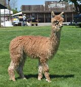 alpaca for sale